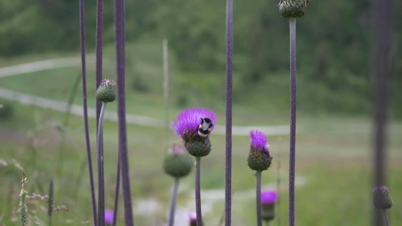cámara lenta de una sola abeja grande en hierba alta en una flor morada