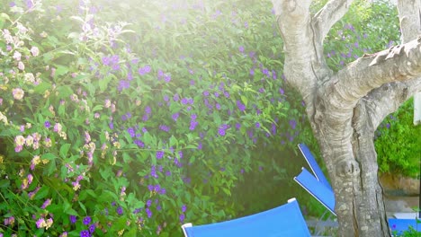 sunlit garden with blooming purple flowers