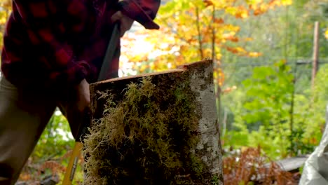 closeup chopping firewood in a rainforest in bc with an axe