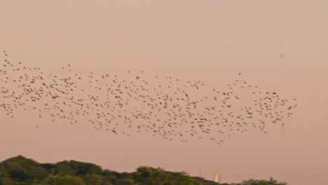 gran bandada de cientos de estorninos europeos volando en bandada al unísono sobre un bosque en una puesta de sol de color naranja