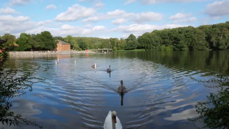 swans swimming in a line towards the camera