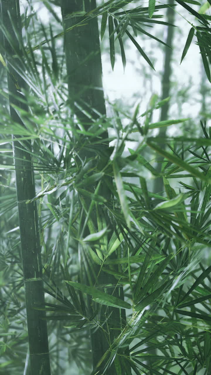 Lush bamboo forest with thick greenery and soft mist in early morning light