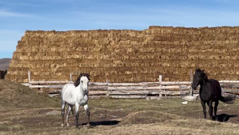 Toma-Estática-De-4k-Captura-El-Campo-Y-La-Vida-Rural-De-Georgia,-En-La-Región-De-Samtskhe-javakheti,-Cerca-Del-Lago-Paravani