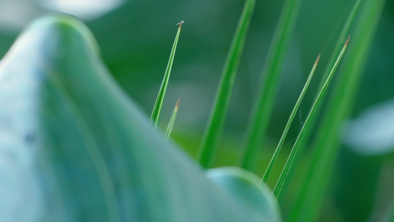 Focus pulling of some leaves in the garden.