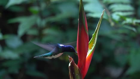 Slow-motion-shot:-a-cute-white-necked-Jacobin-colibri-bird-feeding-on-a-flower-of-Heliconia-Wagneriana-while-in-flight