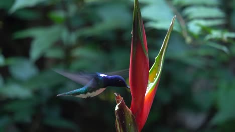 slow-motion shot: a cute white-necked jacobin colibri bird feeding on a flower of heliconia wagneriana while in flight