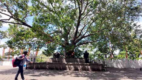 a majestic bodhi tree outside dambulla cave temple in sri lanka, adorned with colorful buddhist flags on a sunny day.