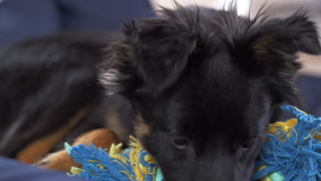 A-black-puppy-sitting-on-the-blue-couch-and-playing-with-a-towel-biting-it