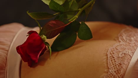 beautiful close up of a red rose rubbing the belly of an attractive woman dressed in sexy lingerie
