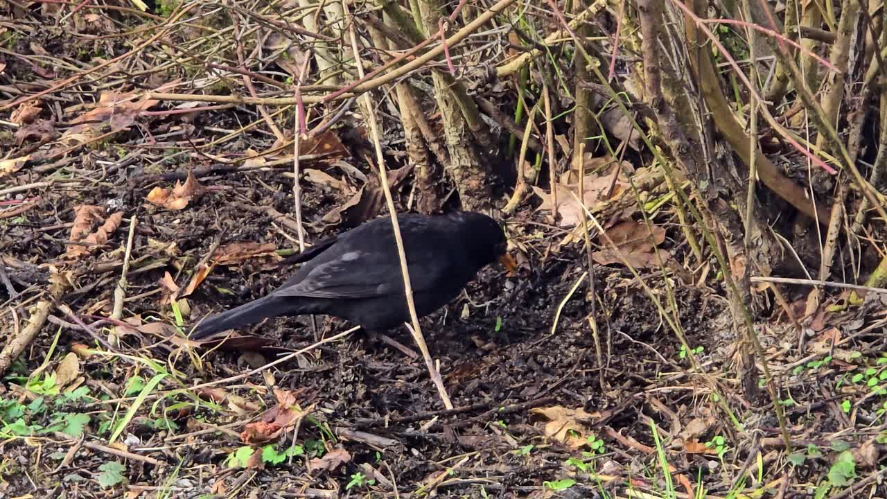 Primo piano di un merlo nero che cerca cibo nel fogliame