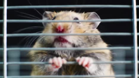 curious hamster peering through cage bars: a close-up look at this adorable rodent's intriguing behavior and expressive face