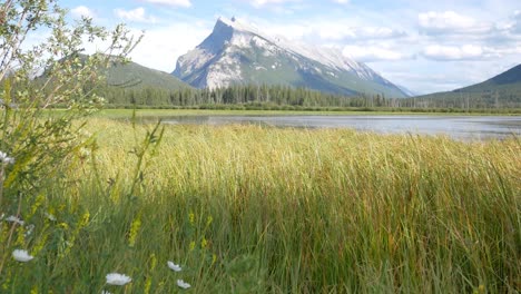 Paisaje-Hermosa-Vista-Natural-De-Los-Lagos-Bermellones-Con-Hermosa-Hierba-Y-Flores-En-Primer-Plano-Y-Montañas-Rocosas-En-El-Fondo-En-El-Parque-Nacional-De-Banff,-Alberta,-Canadá-En-Verano-Sol-Durante-El-Día