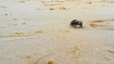 Large-exhausted-bumble-bee-dying-on-sandy-beach-1