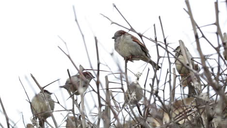 flock of sparrows sitting on bush