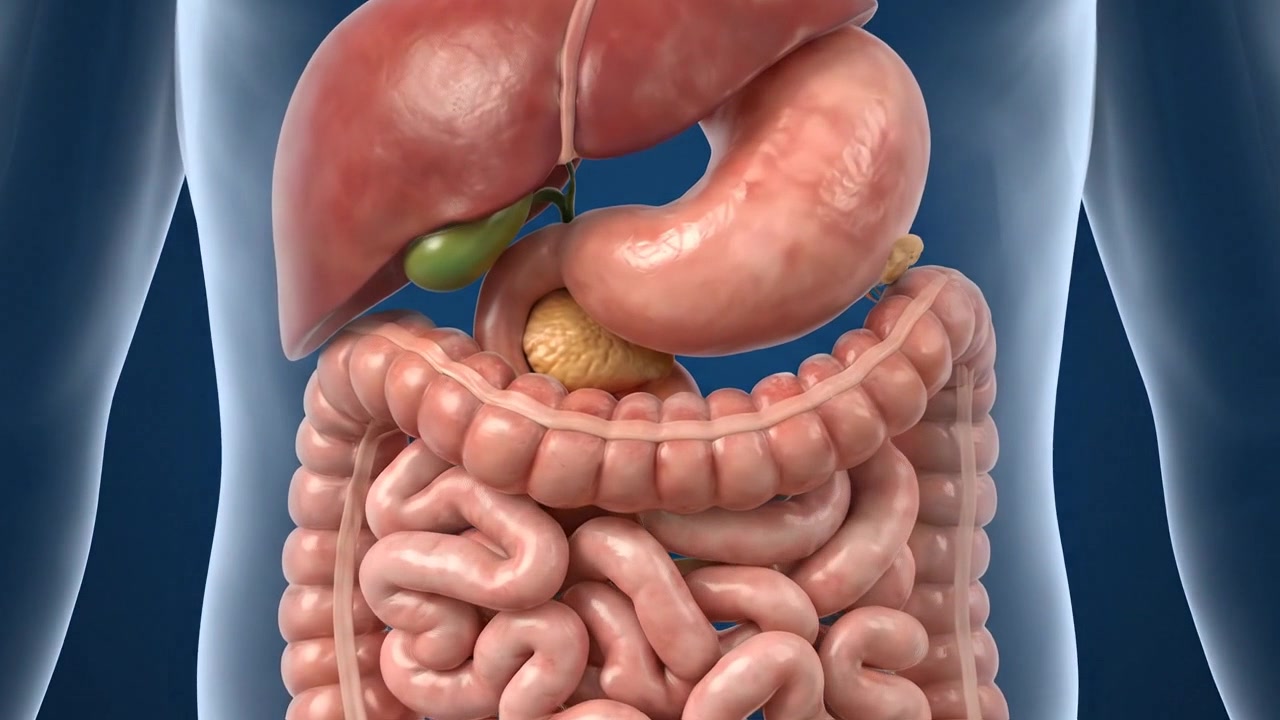 Digestive system organs displayed inside translucent blue upper body silhouette
