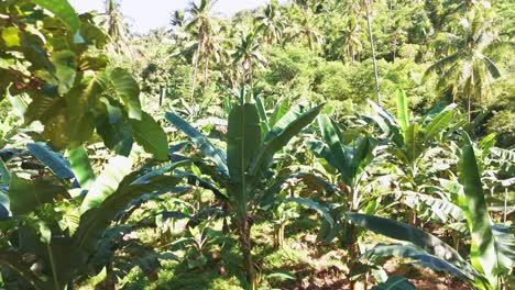 un camino misterioso en medio de un bosque de madera en la selva tropical, rodeado de arbustos, hojas y helechos
