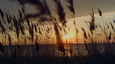 beachgrass growing sunset beach in beautiful dusk nature horizon background.