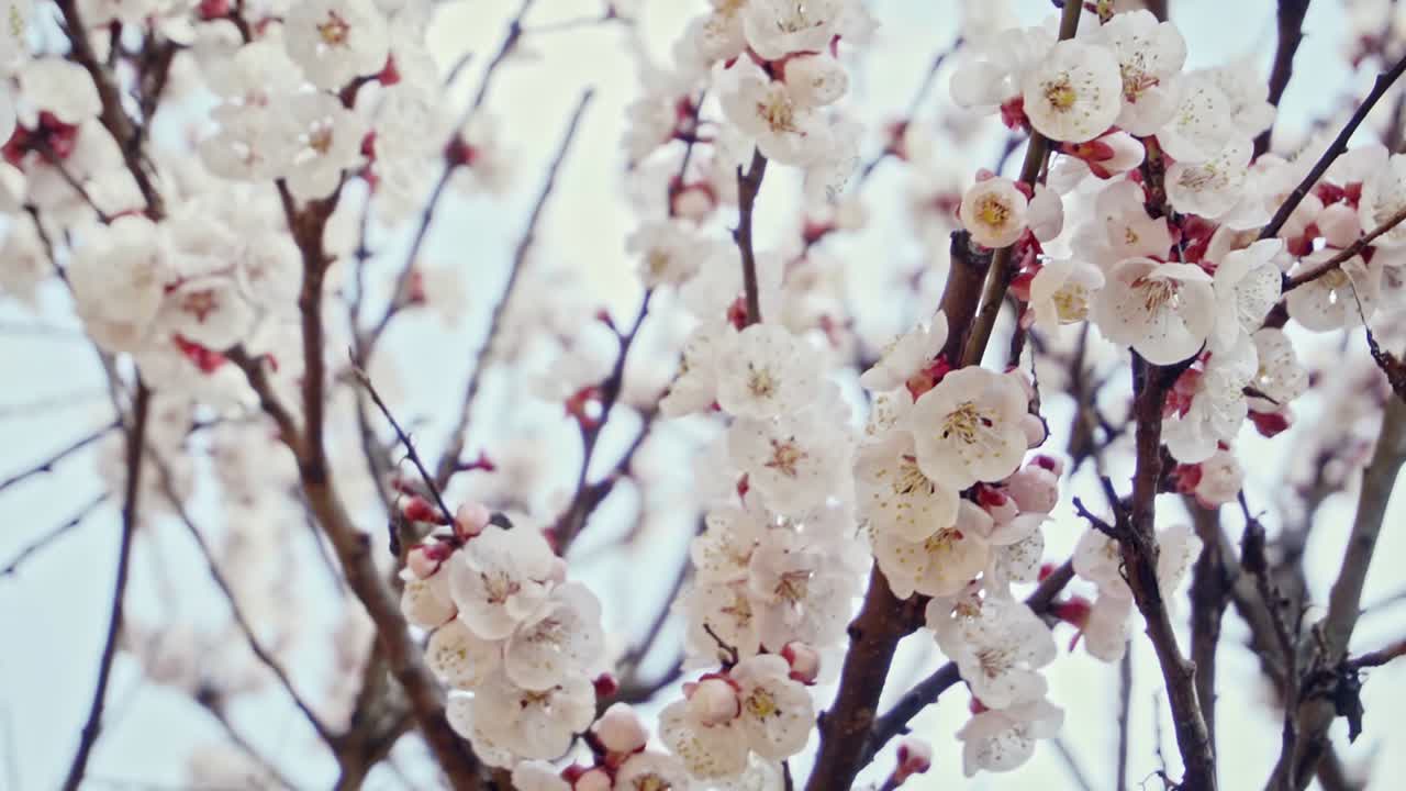 La telecamera si muove da destra a sinistra, attorno a un ramo di albicocco in fiore, in slow motion