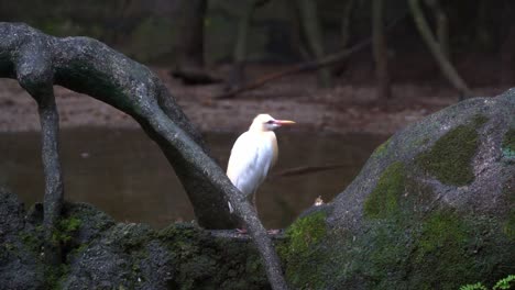 Wild-cattle-egret,-bubulcus-ibis,-a-stocky-heron-species-perching-still-on-a-rock-covered-in-moss-in-a-swampy-wetland-environment