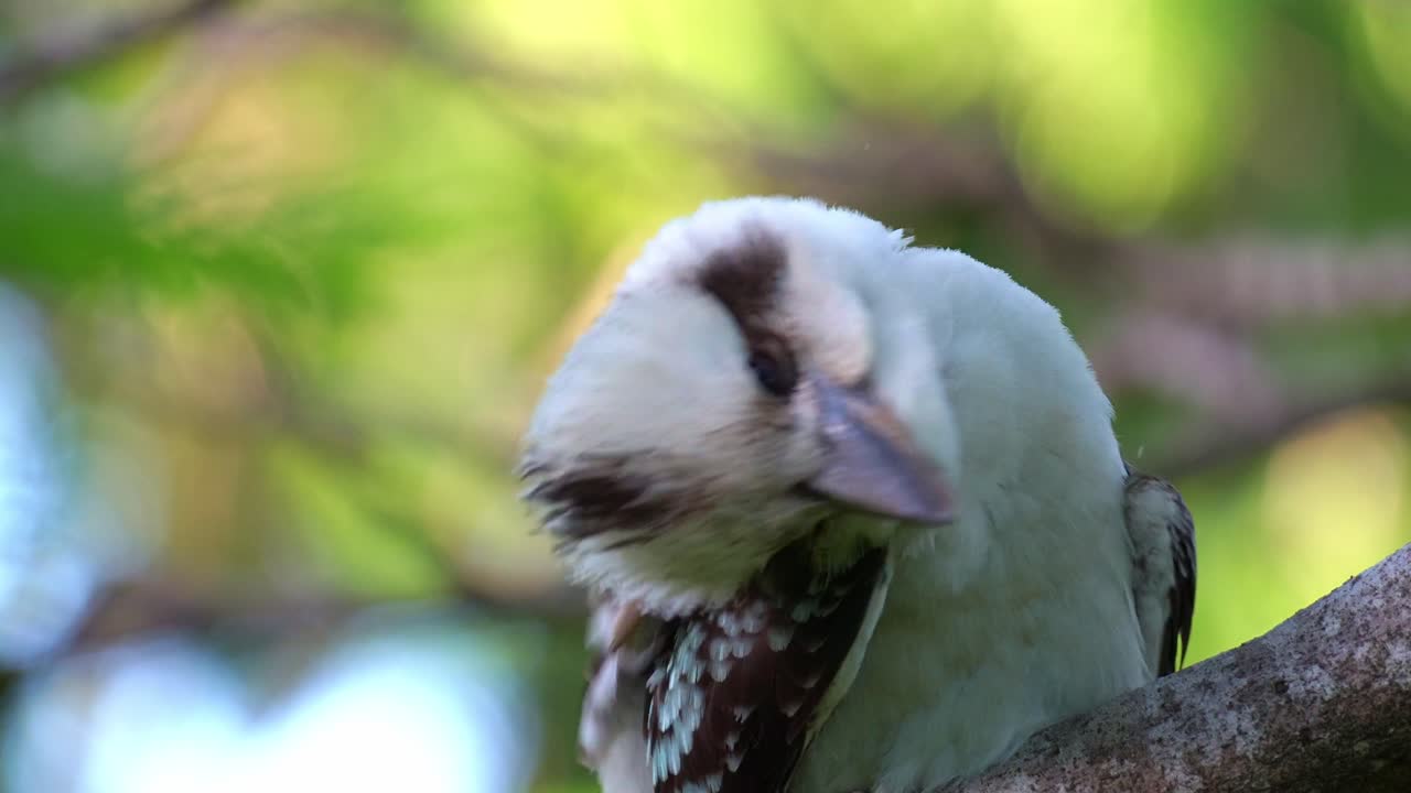 Un esemplare selvatico di kookaburra sghignazzante (Dacelo novaeguineae) appollaiato sul ramo di un albero, mentre si riposa nel suo habitat naturale e si gratta la testa con la zampa, primo piano