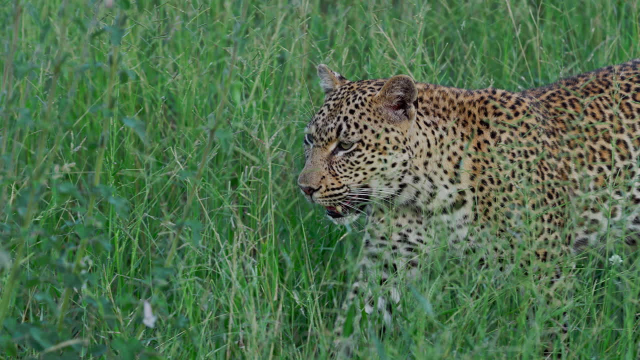 Leopard in tall grass