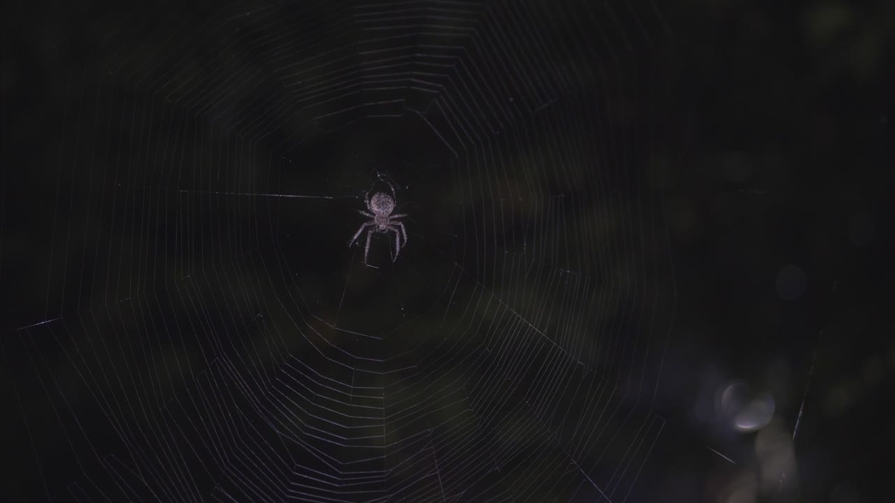 Close Up Shot of Spider at the Center of a Spider's Web