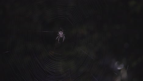 Close-Up-Shot-of-Spider-at-the-Center-of-a-Spider's-Web