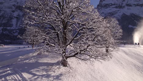 raising-up-snowy-sycamore-maple-tree-at-Bodmi-Area-in-Swiss-mountain-paradise-Grindelwald