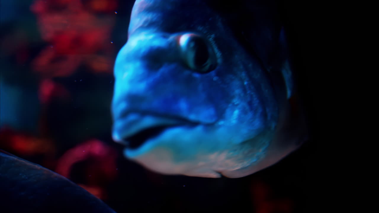 Close up of a Diplodus vulgaris fish swimming near coral reefs