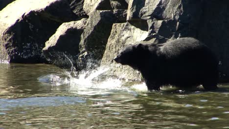 big black bear with a big catch of salmon in his mouth.ketchikan, alaska