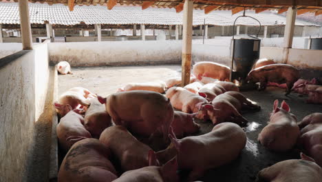 Eine-Gruppe-Fetter-Schweine,-Die-In-Einer-Schmutzigen-Schweinefarm-Gefangen-Sind-Und-Im-Schatten-Ruhen-Und-Schlafen