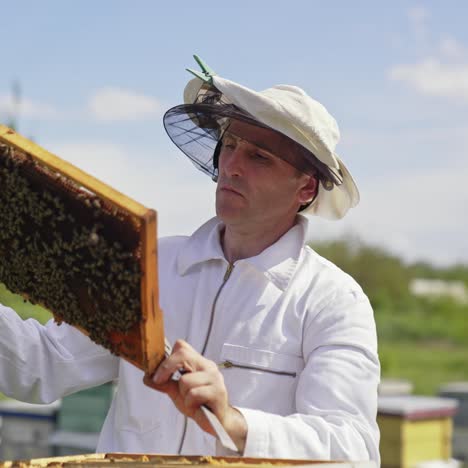 beekeeper working with bees. beekeeper inspecting honeycomb frame at apiary