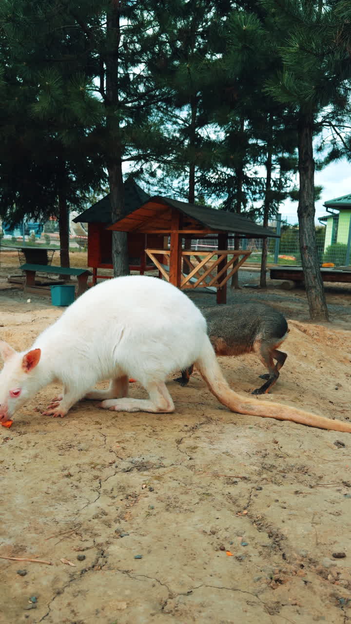 Little albino kangaroo and Patagonian mara walk outdoors in the zoo. Wild animals fed in captivity. Vertical video.
