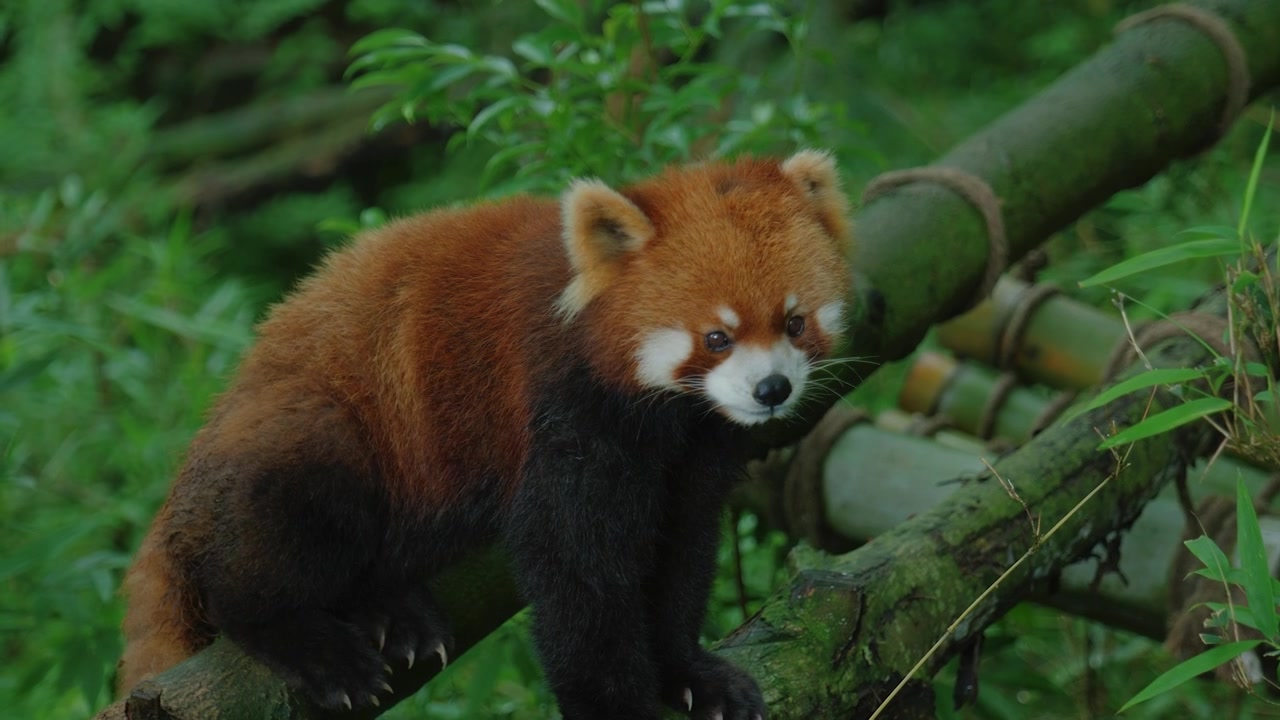 Inquadratura media statica di un panda rosso attento su una struttura di bambù che si pulisce e si gratta il pelo
