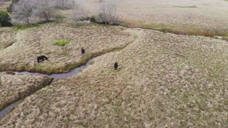 Eine-Ruhige-Szene-Mit-Einem-Pferd,-Das-Ruhig-Auf-Einer-üppigen-Grünen-Wiese-Steht