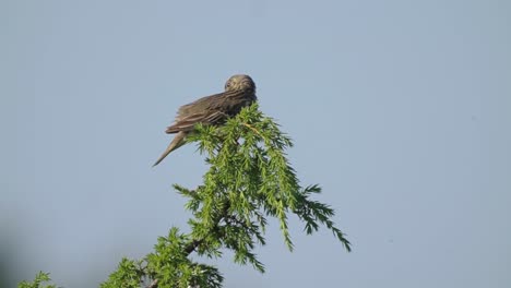 close up of tree pipit bird, isolated against blue sky, top of green branch, day