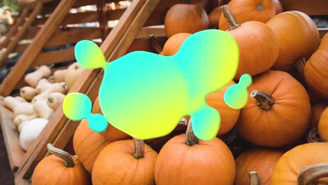 Animation-of-blue-and-yellow-splash-over-pumpkins-on-shelves