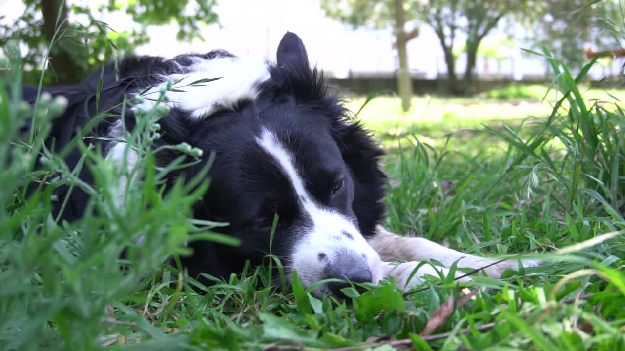 un perro feliz tiene que salir a caminar todos los días con su dueño y disfrutar de la hierba y el sol en un descanso en un parque