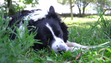 Ein-Glücklicher-Hund-Muss-Jeden-Tag-Mit-Seinem-Besitzer-Spazieren-Gehen-Und-Bei-Einer-Pause-In-Einem-Park-Das-Gras-Und-Die-Sonne-Genießen