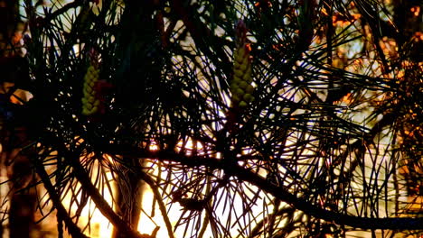 pine cones and branches silhouetted against sunset light in forest scene