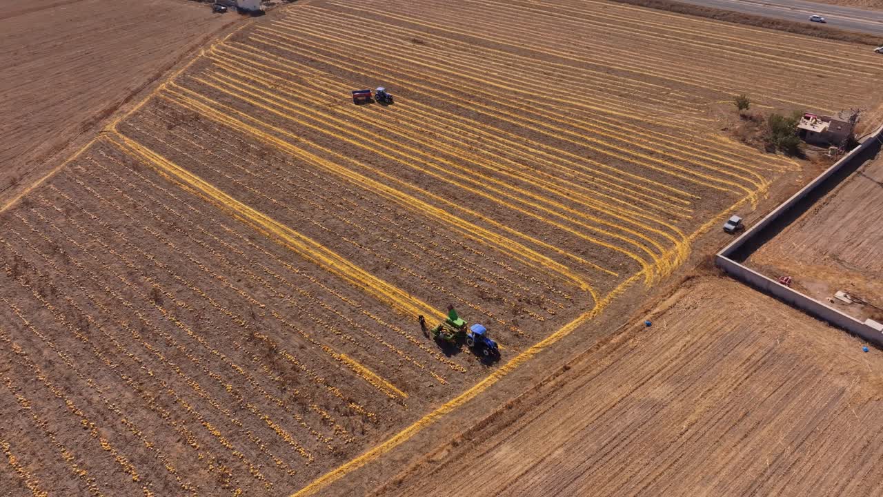 Aerial view of pumpkin harvest scenes with tractor in Turkey countryside
