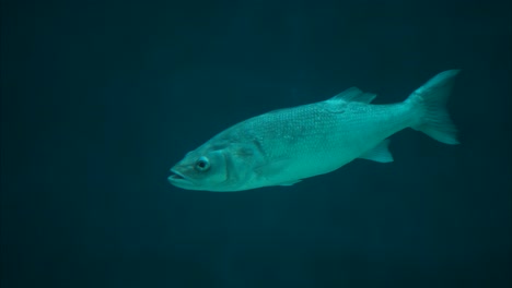 European-seabass-swimming-slowly-in-water,-close-up-shot