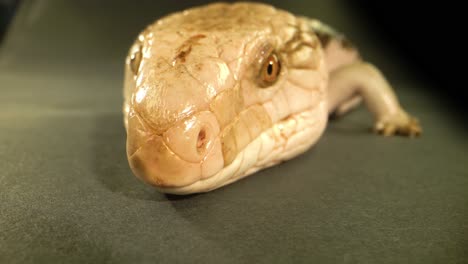 Close-up of a Skink