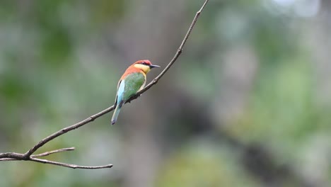 Chestnut-headed-Bee-eater,-Merops-leschenaulti,-4K-Footage,-Kaeng-Krachan-National-Park,-Thailand