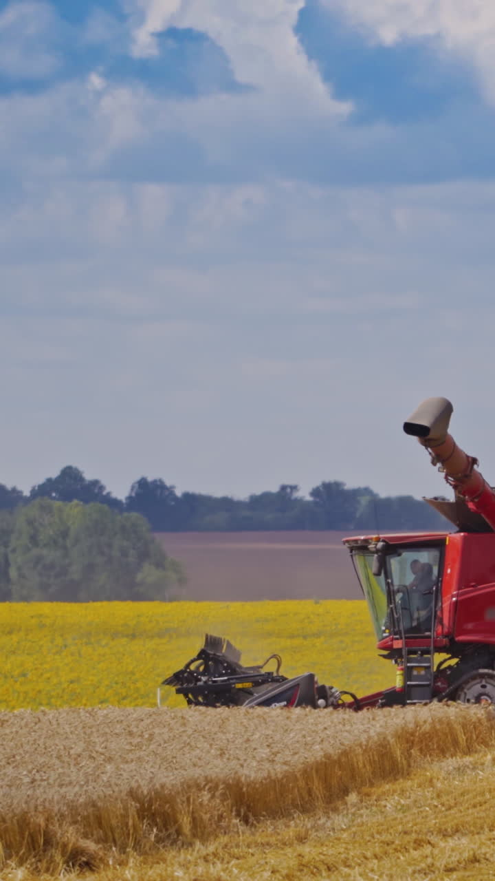 Grain harvesting combine. Special equipment prepared for the harvest in the field Vertical video