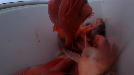 pez roca bermellón dando vueltas en una caja de matanza
