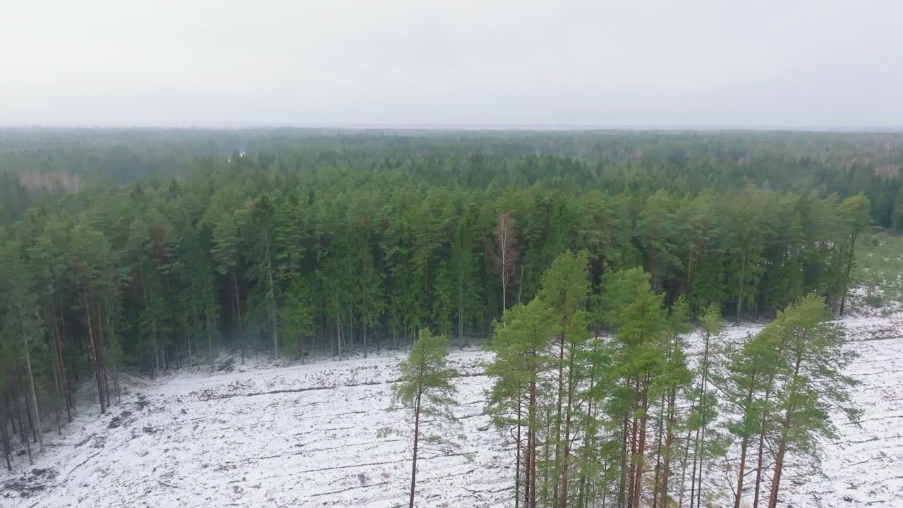 Laaja etenevä dronekuva kevyen lumen peittämistä puista, pohjoismaisesta mäntymetsästä, sumuisena pilvisenä talvipäivänä, nousevasta sumusta ja liikkuvista matalista pilvistä