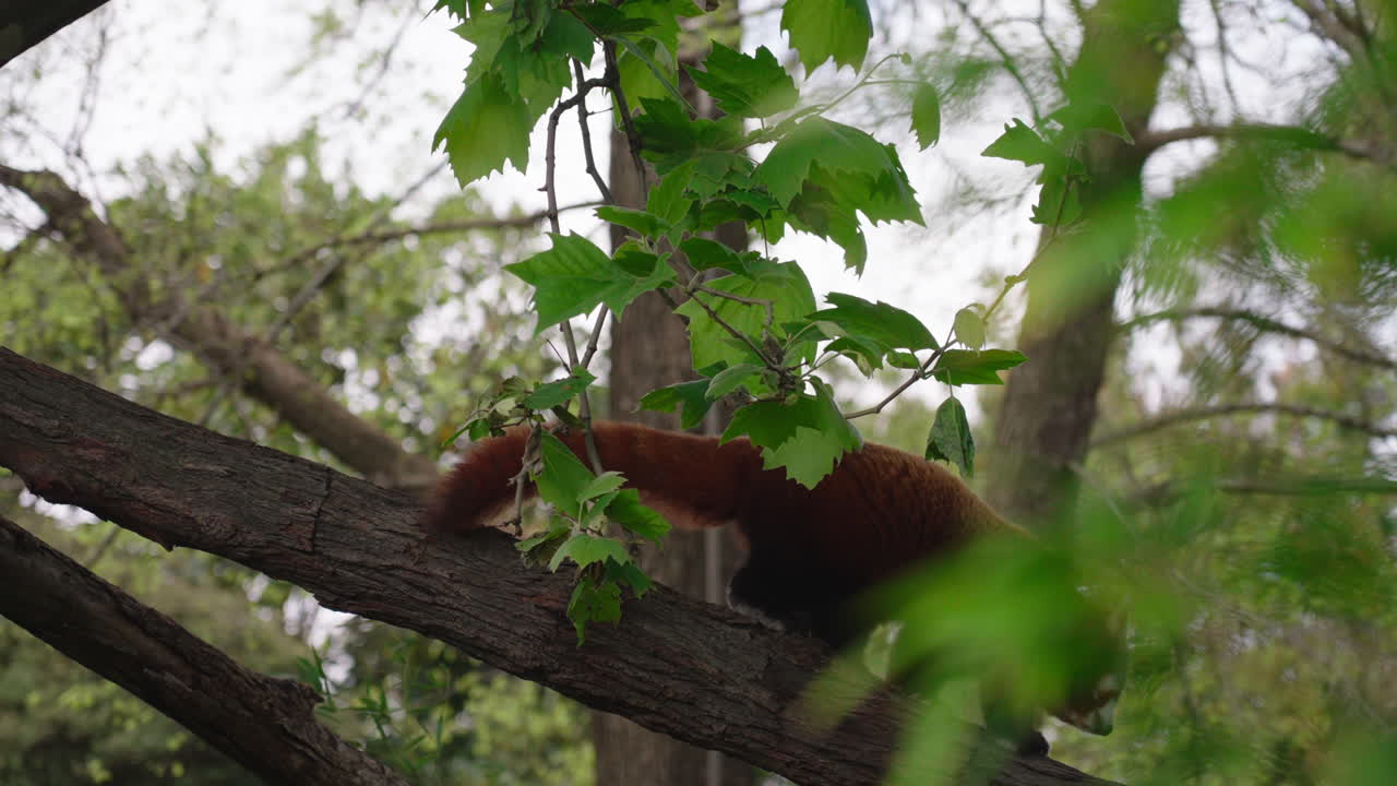 나뭇가지 위를 걷고 있는 붉은 팬더