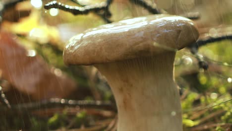 Mushroom-Boletus-In-a-Sunny-forest-in-the-rain.