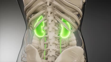 medically-accurate-illustration-of-the-kidneys